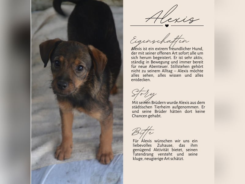 ALEXIS -freundlicher Bub sucht Familie