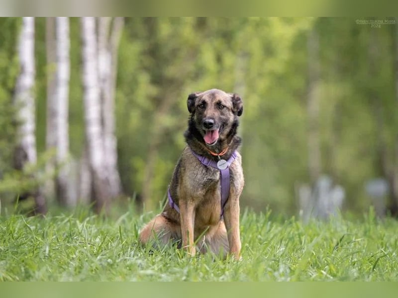 Verschmuste Birma sucht ruhiges Zuhause