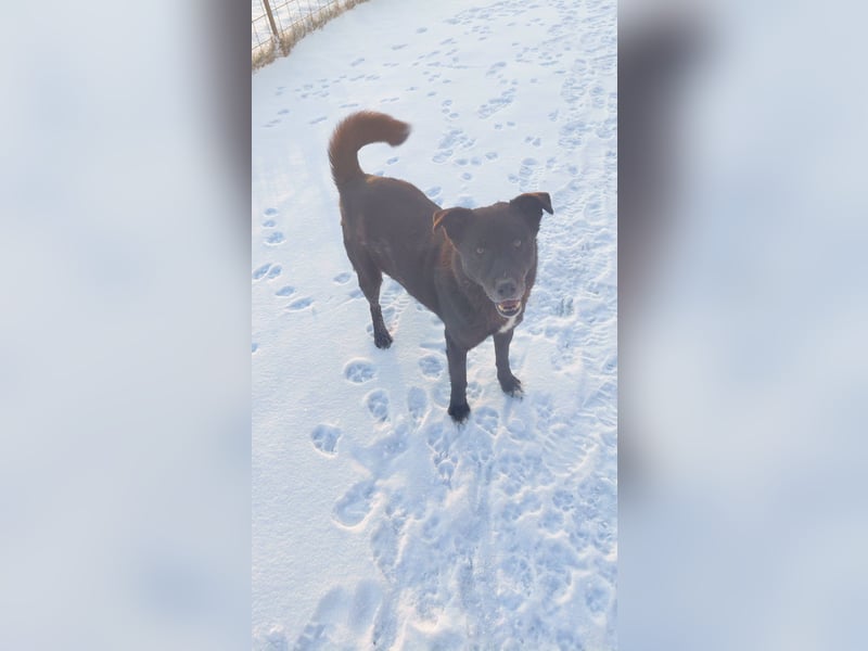 CONNY - sanfte Hündin sucht ihre Menschen