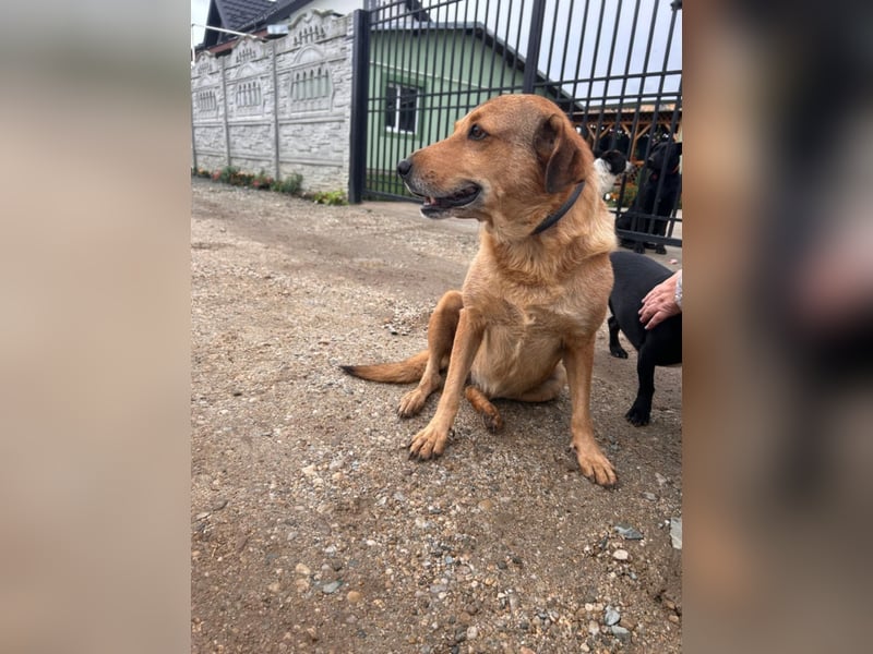 LILLI sucht ein liebes Zuhause