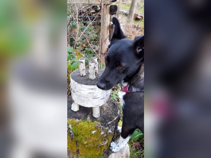 JOY sucht eine Familie