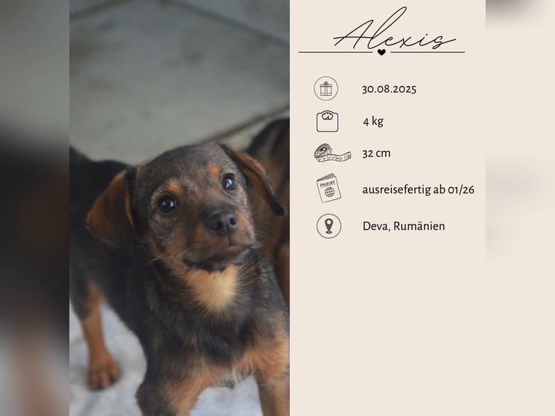 ALEXIS -freundlicher Bub sucht Familie
