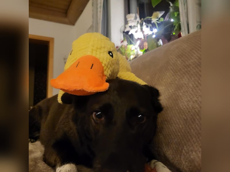 JOY sucht eine Familie