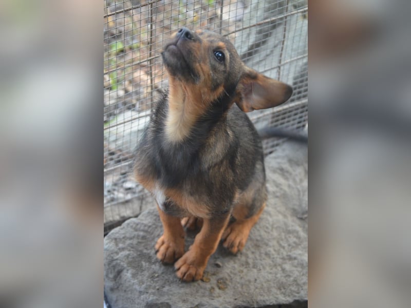 ALEXIS -freundlicher Bub sucht Familie