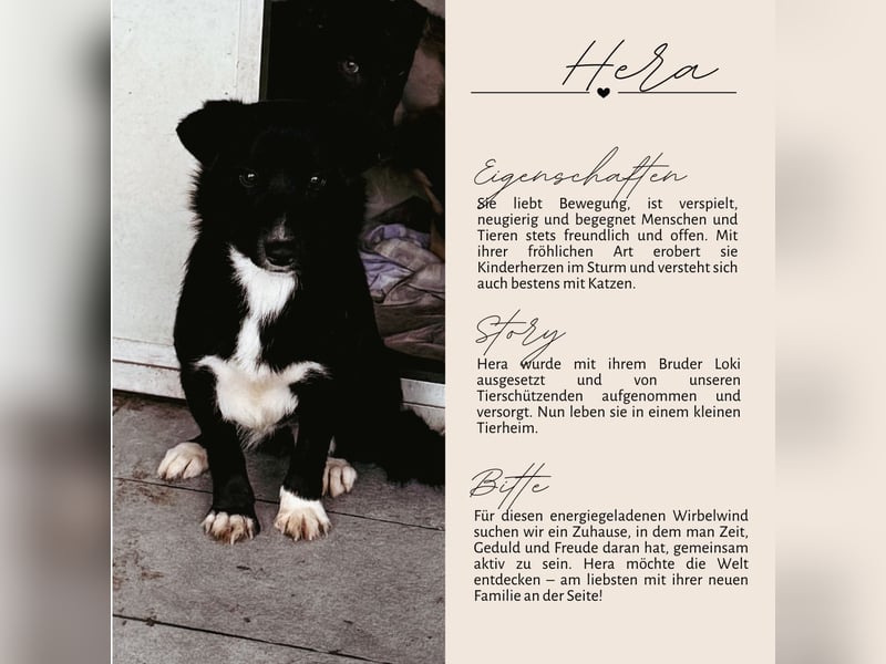 HERA - Zaubermaus sucht ihre Menschen