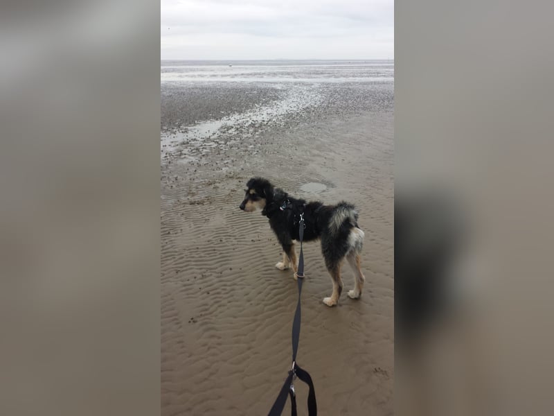 CORA sucht ein liebevolles Zuhause