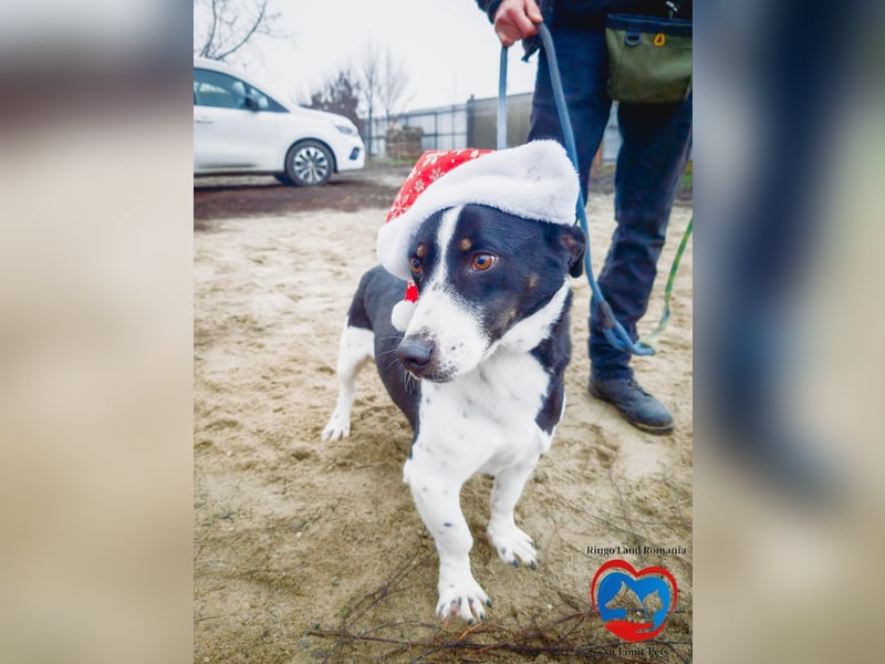 PEPITO - er wartet schon so lange