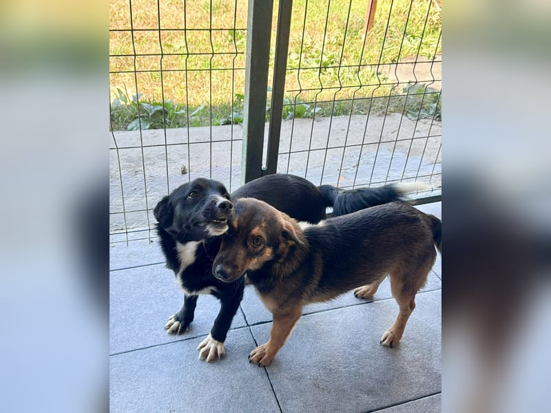 HERA - Zaubermaus sucht ihre Menschen