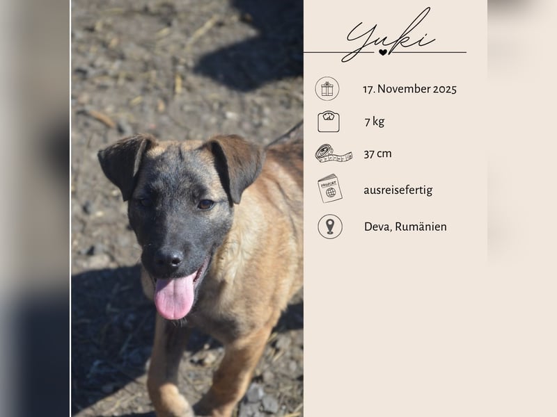 YUKI - süß, sanft, freundlich