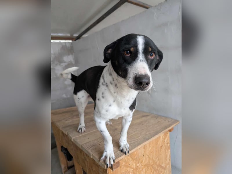 PEPITO - er wartet schon so lange