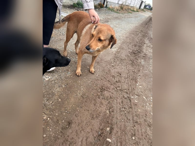 LILLI sucht ein liebes Zuhause