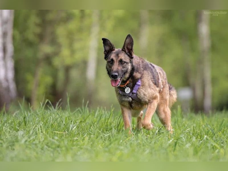 Verschmuste Birma sucht ruhiges Zuhause