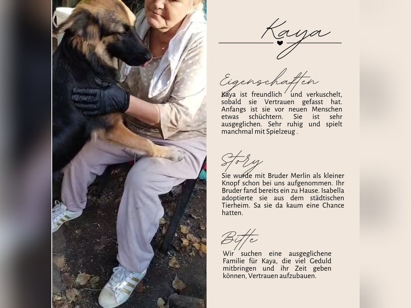 KAYA - süße Kuschelmaus sucht ein Zuhause