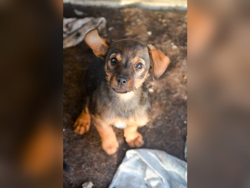 ALEXIS -freundlicher Bub sucht Familie