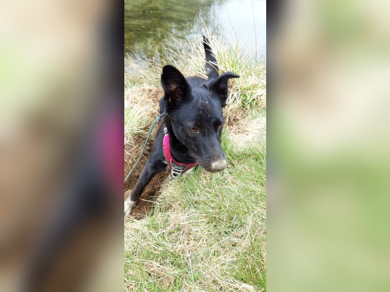 JOY sucht eine Familie