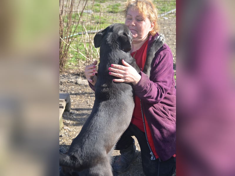 BENNO sucht ein liebes Zuhause