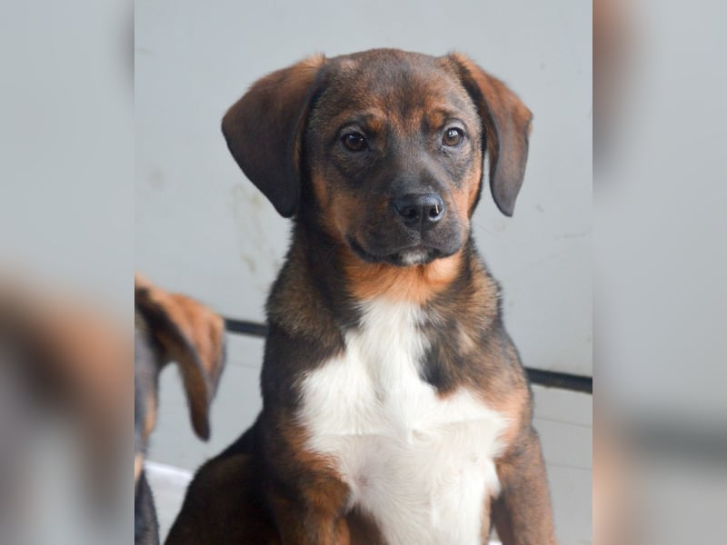 JACK - sanfter Boy sucht Familie zum Kuscheln