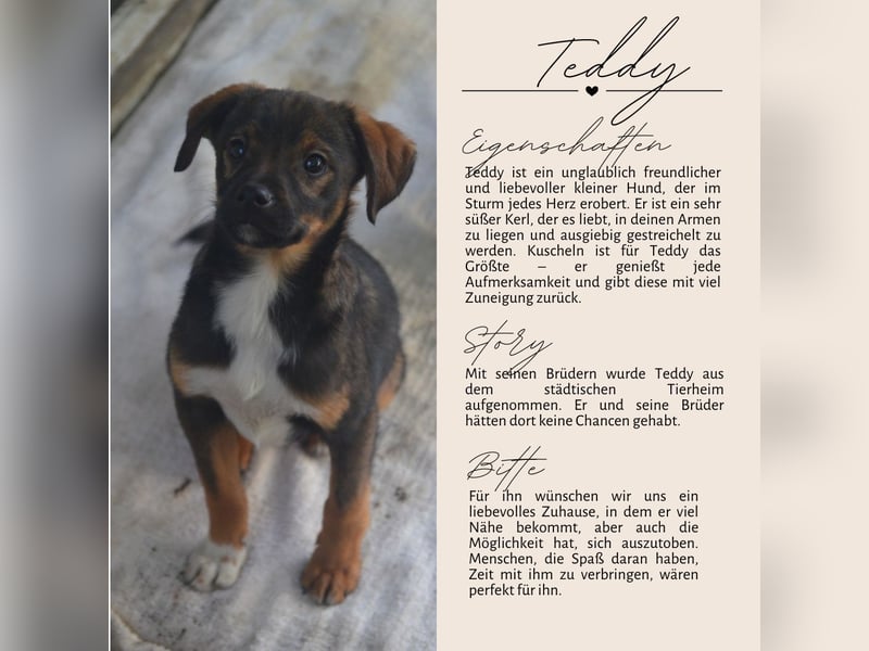 TEDDY - Schmusehund sucht Kuschelkörbchen