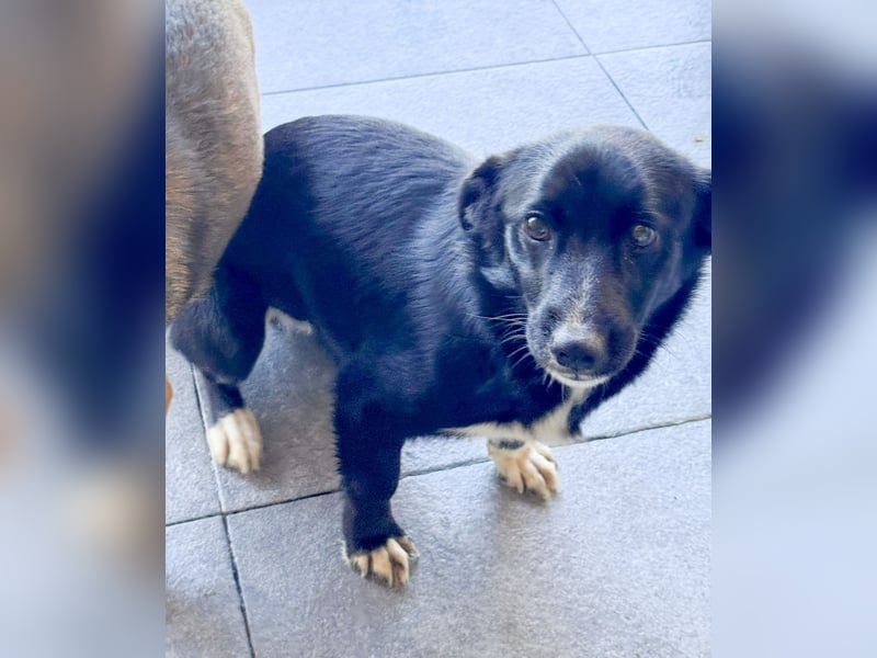 HERA - Zaubermaus sucht ihre Menschen