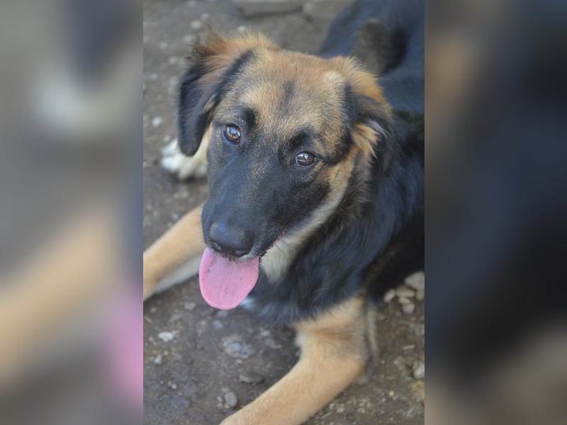 KAYA - süße Kuschelmaus sucht ein Zuhause