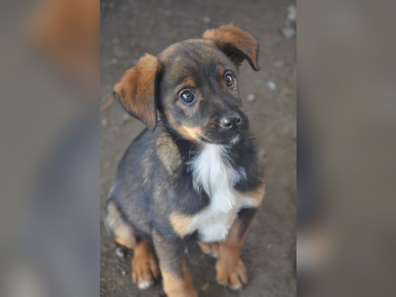 TEDDY - Schmusehund sucht Kuschelkörbchen