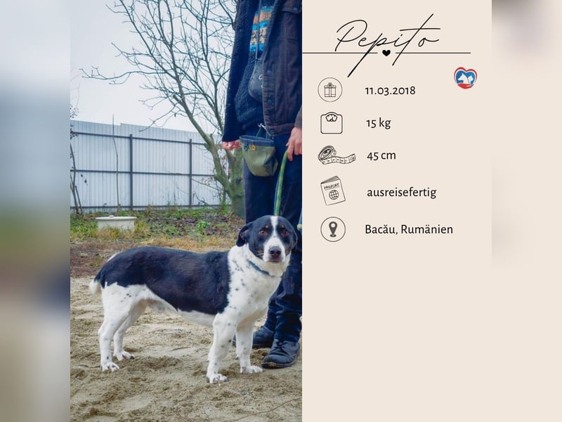 PEPITO - er wartet schon so lange