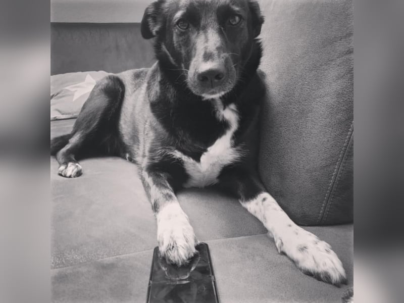 JOY sucht eine Familie