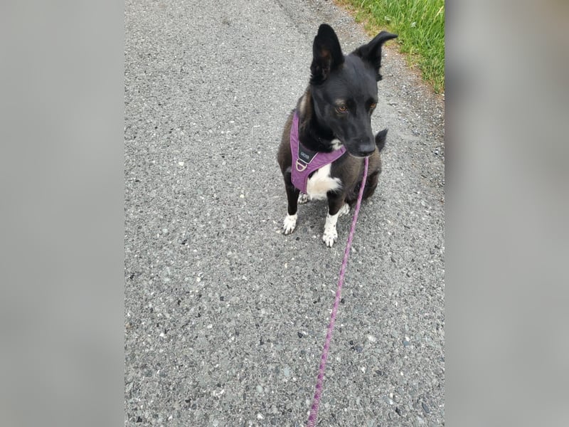 JOY sucht eine Familie