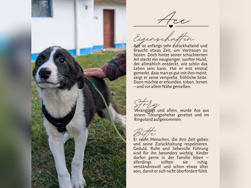 ACE - sanfter Rüde sucht Familie