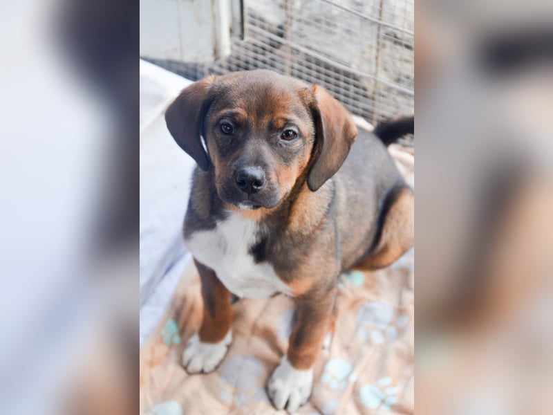 JACK - sanfter Boy sucht Familie zum Kuscheln