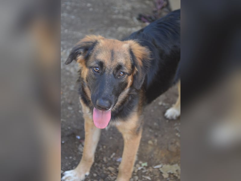 KAYA - süße Kuschelmaus sucht ein Zuhause