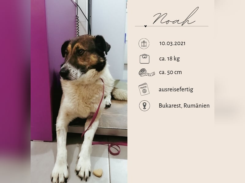 NOAH sucht eine liebe Familie