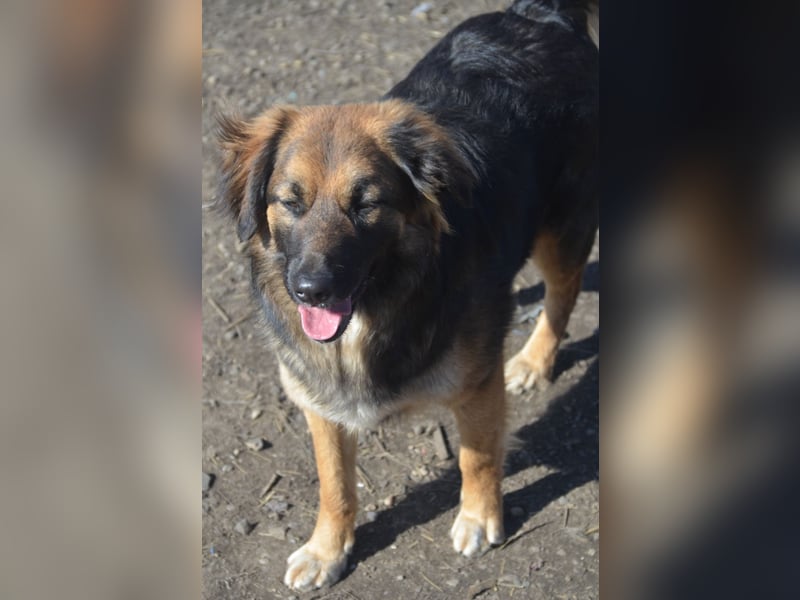 KAYA - süße Kuschelmaus sucht ein Zuhause