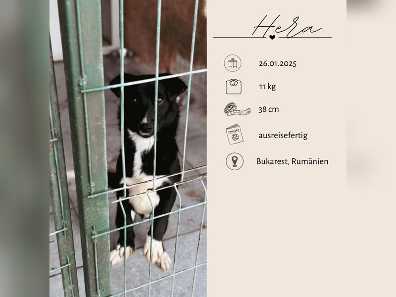 HERA - Zaubermaus sucht ihre Menschen