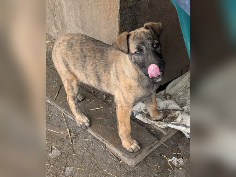 YUKI - süß, sanft, freundlich