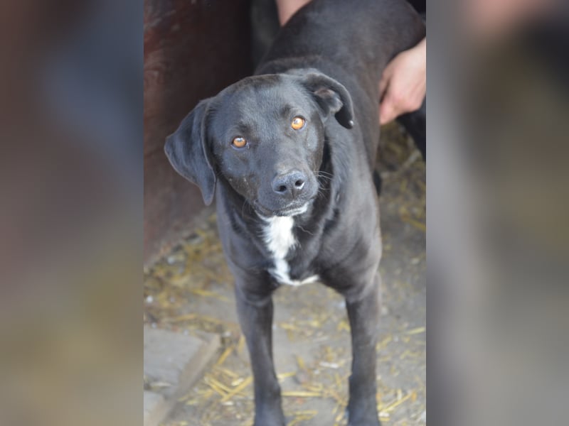 BENNO sucht ein liebes Zuhause