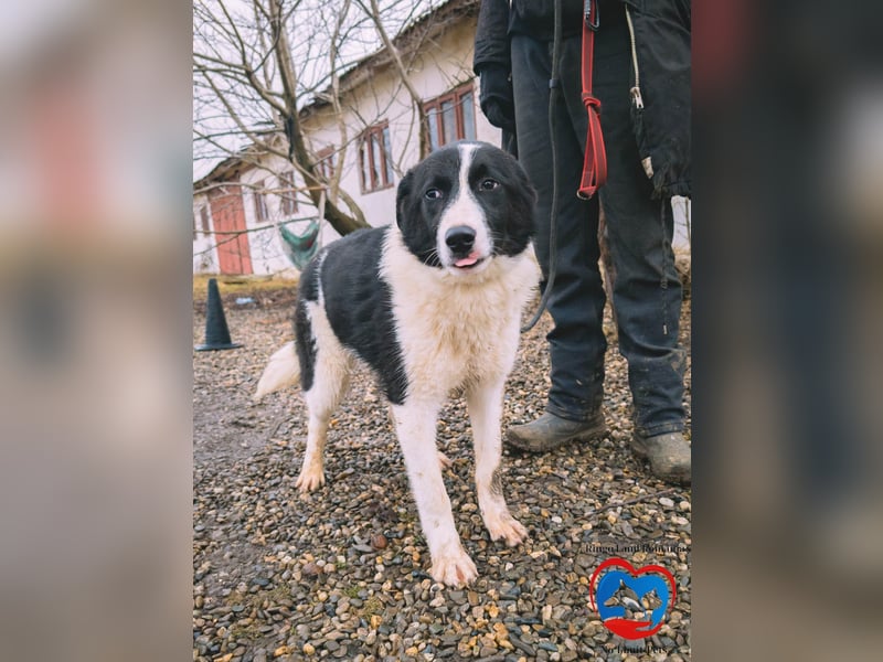 ACE - sanfter Rüde sucht Familie