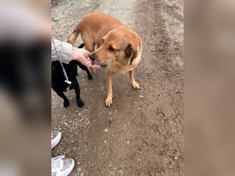 LILLI sucht ein liebes Zuhause