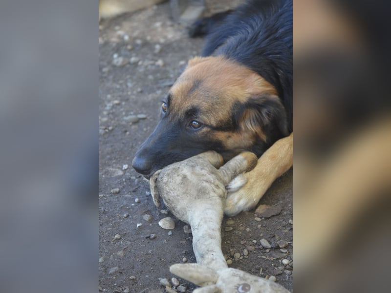 KAYA - süße Kuschelmaus sucht ein Zuhause