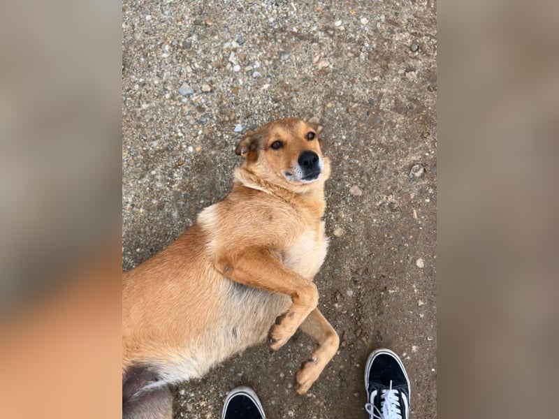 LILLI sucht ein liebes Zuhause