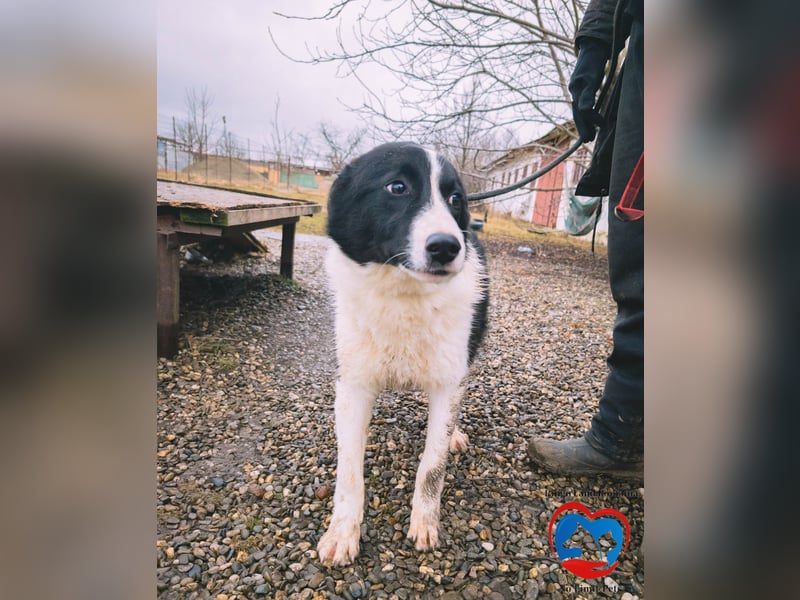 ACE - sanfter Rüde sucht Familie