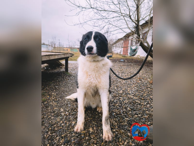 ACE - sanfter Rüde sucht Familie