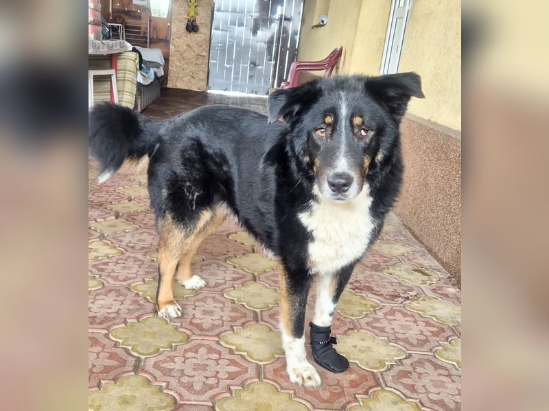 ZEN - der Junge, der sein Glück sucht