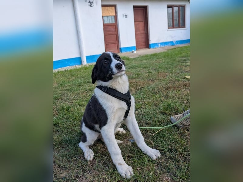 ACE - sanfter Rüde sucht Familie