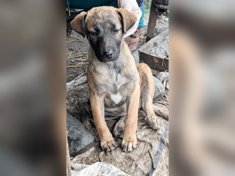 YUKI - süß, sanft, freundlich