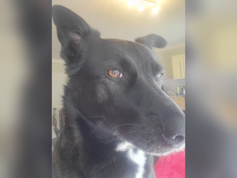 JOY sucht eine Familie