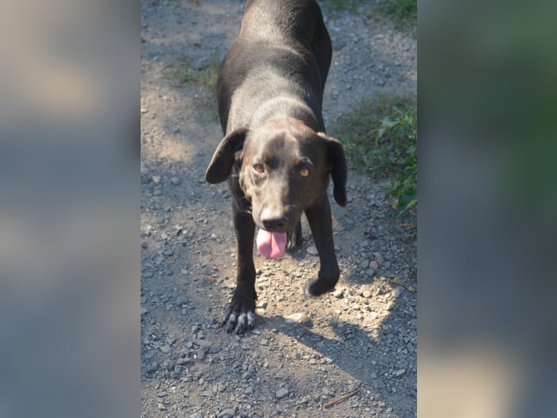 BENNO sucht ein liebes Zuhause