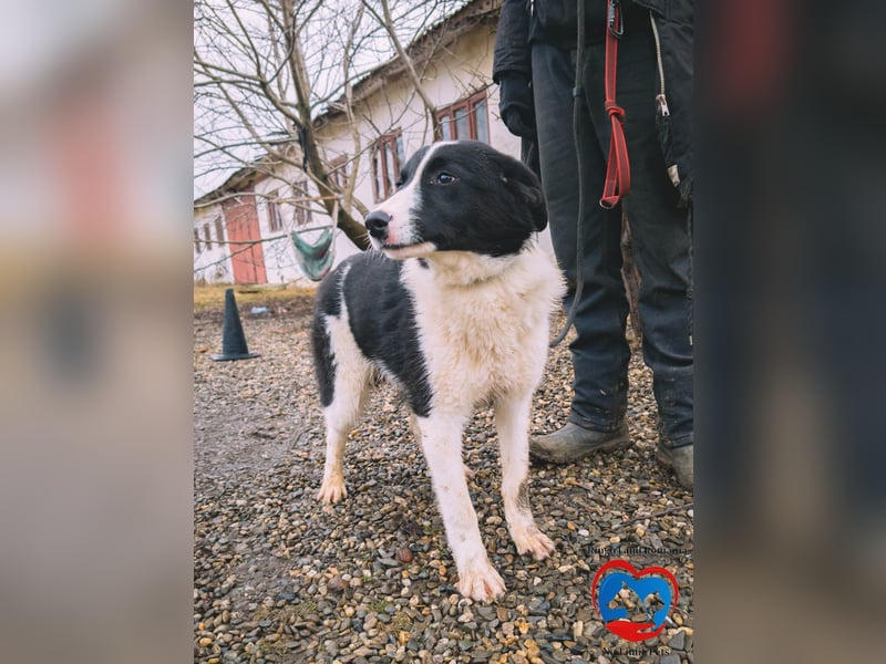 ACE - sanfter Rüde sucht Familie