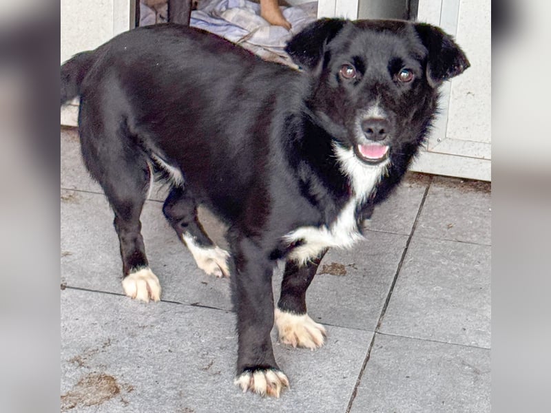 HERA - Zaubermaus sucht ihre Menschen