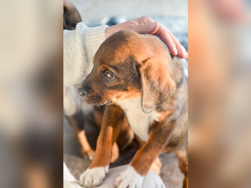 JACK - sanfter Boy sucht Familie zum Kuscheln